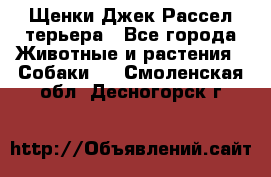 Щенки Джек Рассел терьера - Все города Животные и растения » Собаки   . Смоленская обл.,Десногорск г.